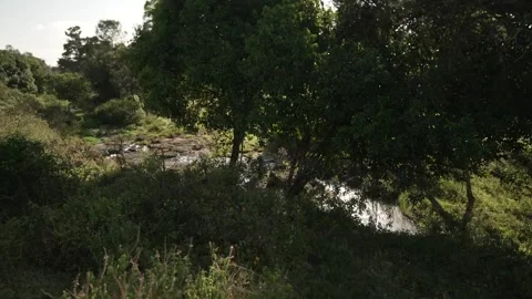 Forest Trail Through Dense Vegetation Kenya Stock Footage 333217100