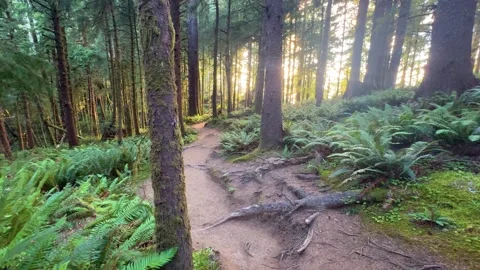 Forest Trail Through Ferns and Evergreens at Ecola State Park Oregon Stock Footage 341993048