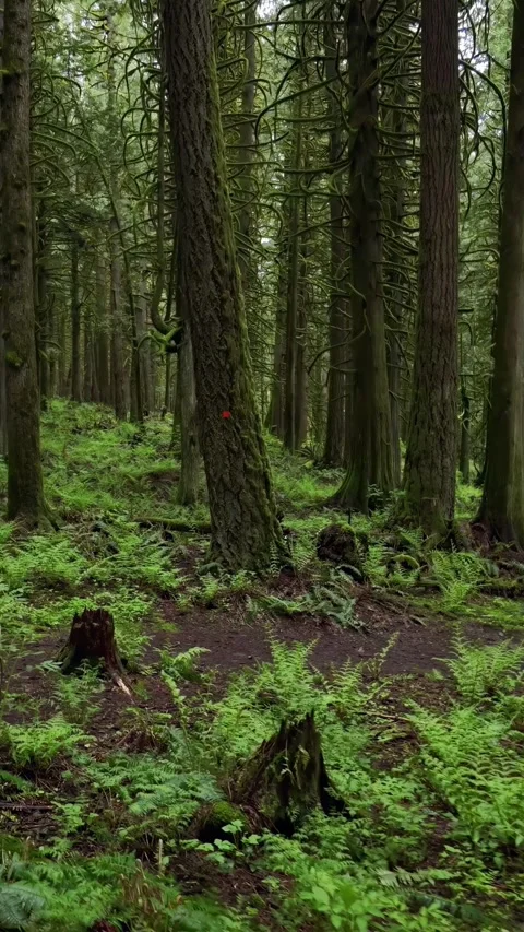 Forest Trail Through Ferns. British Columbia, Canada. Stock Footage 282505353