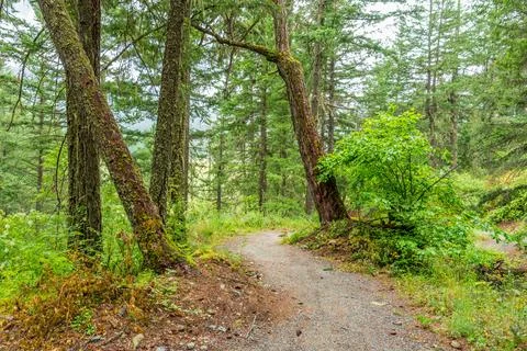 Forest Trail Through Lush Temperate Rainforest in British Columbia, Canada Stock Photos