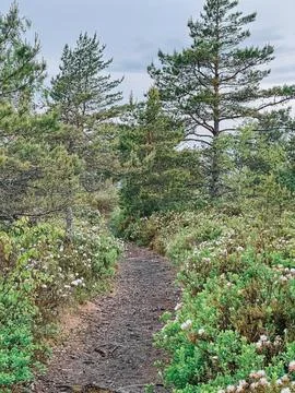 Forest Trail Through Pine Bog Landscape Under Cloudy Sky 스톡 사진