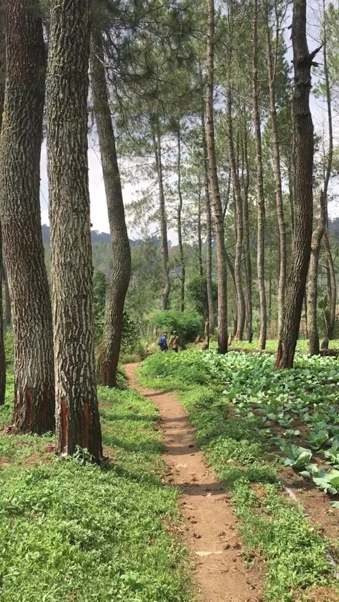Forest Trail Through Pine Trees, Mount Ciharus, Garut, West Java, Indonesia Видео 343560477