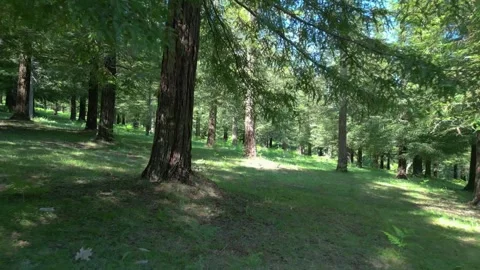 Forest Trail Through Redwood Trees Sequoias Vidéo 280044557