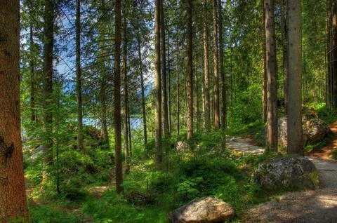 Forest Trail Through Sunlit Pine Woodland Stock Photos