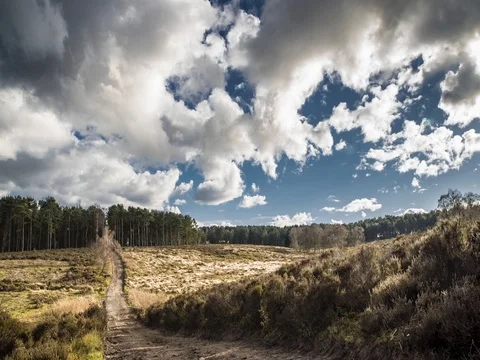 Forest Trail Timelapse With Horses Stock Footage