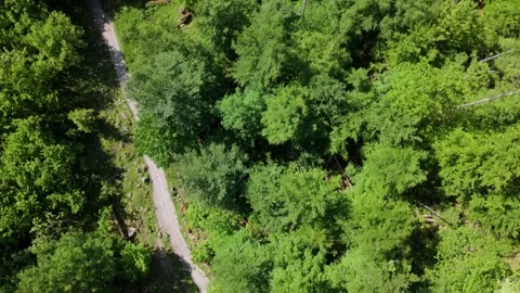 Forest Trail Top Down Tracking Aerial Berchtesgaden Germany Stockbeeldmateriaal 336394609