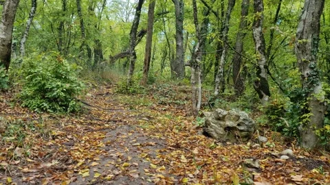 Forest trail with trees and green foliage in peaceful natural environment Stock Footage 320044888