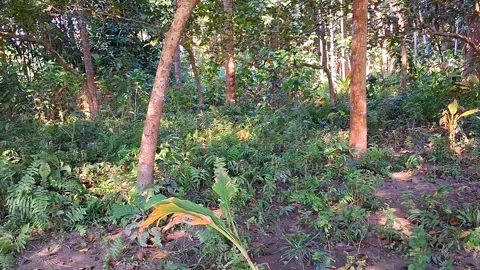 Forest Trail in Tropical Jungle 库存影片 331658479