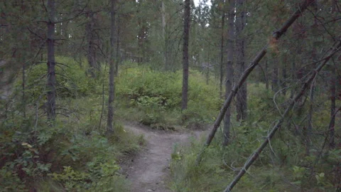 Forest Trail UHD Stock Footage 178687666