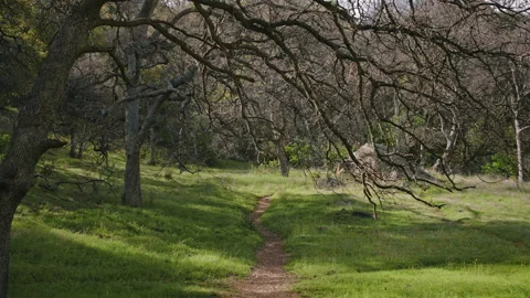 Forest Trail Under Bare Trees Sequoia Park California Spring Stock Footage 314895617
