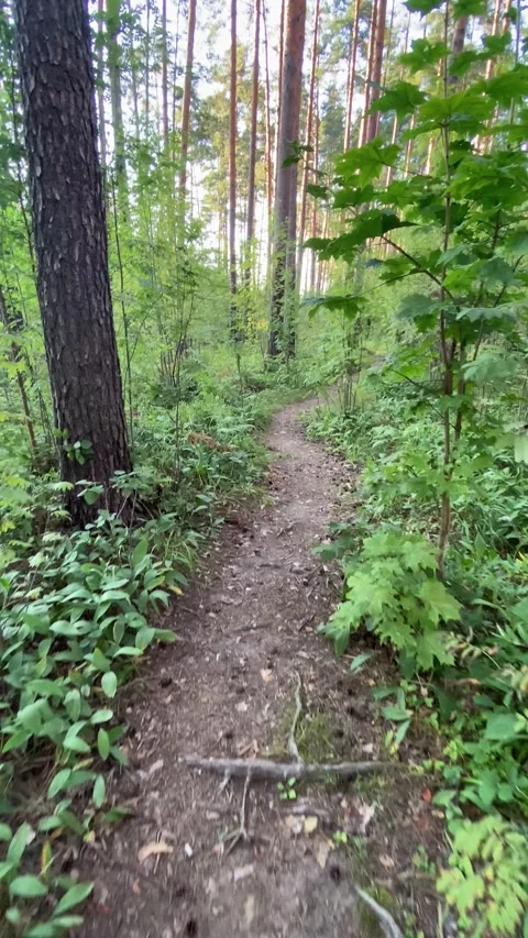 Forest Trail. Vertical video Stock Footage 281178107