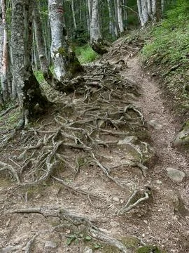 Forest trail with visible tree roots weaving through the path Stock Photos