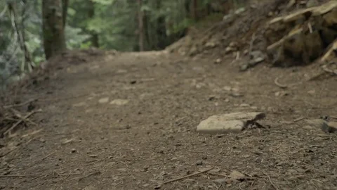 Forest Trail Walk Close to Ground Video stock 77477061