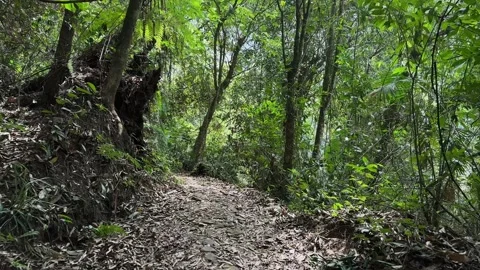 Forest Trail Walking, Lush Green Jungle Environment, Steady POV Tracking Shot Stock-Footage 324790326