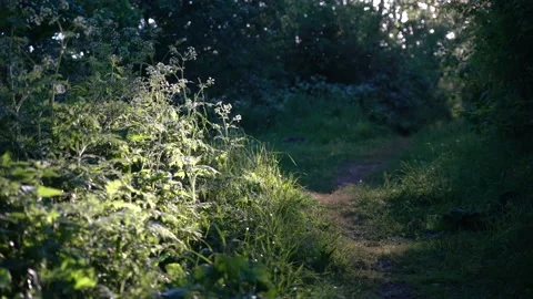 Forest trail. Warm summer evening in the countryside. Greenery in the sun Stock Footage 143637778