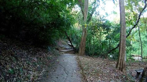 Forest trail winding through green trees in a natural setting Stock Photos