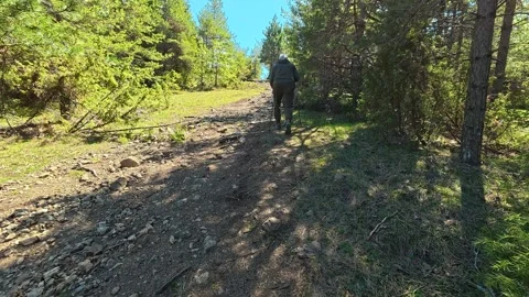 Forest trail winding through tall green pines. Balkan, Eastern Europe, POV Video stock 333440384