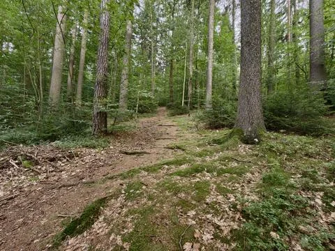 Forest trail winding through tall green trees in lush deciduous woodland, s.. Stock Photos