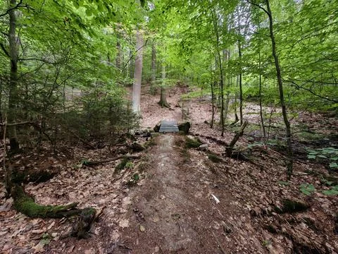 Forest trail winds through lush green woodland with sunlit leaves, earthy p.. Stock Photos