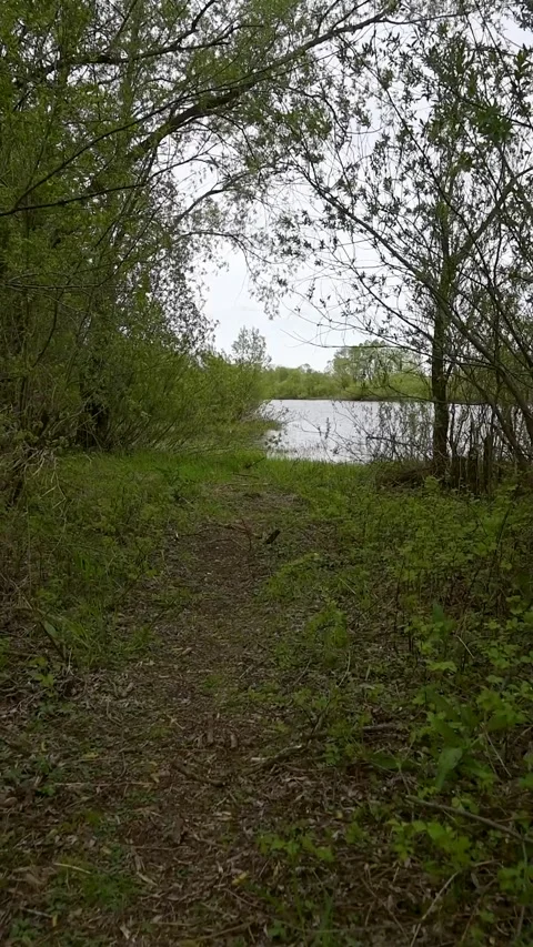 Forest trail winds toward serene lake Stock Footage 336538829