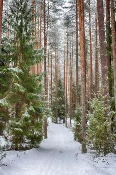 Forest trail in the winter forest. Winter. Pine forest, ecologically clean pl Stock Photos
