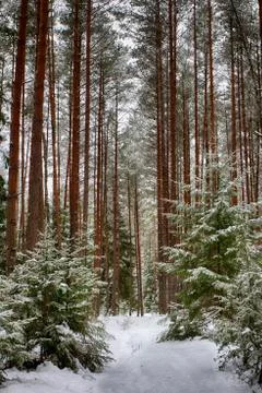 Forest trail in the winter forest. Winter. Pine forest, ecologically clean pl Stock Photos