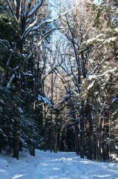 Forest Trail in the winter Stock Photos
