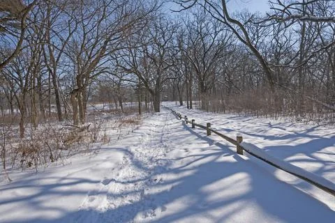 Forest Trail in the Winter 库存照片