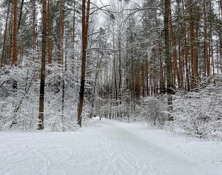 Forest trail in winter Stock Photos