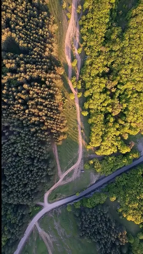 Forest Trails Aerial View Stock Footage 310821827