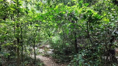 Forest trails in the tropical rainforest. 库存影片 333655751