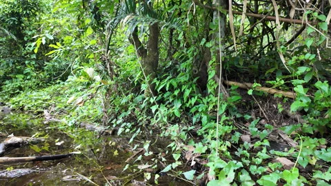 Forest trails in the tropical rainforest. 库存影片 333655752