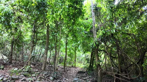 Forest trails in the tropical rainforest. Vidéo 333655783