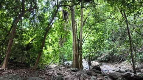 Forest trails in the tropical rainforest. 库存影片 333655800