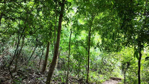 Forest trails in the tropical rainforest. 库存影片 333655818