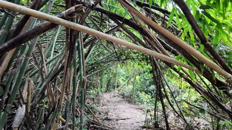 Forest trails in the tropical rainforest. 库存影片 333655845