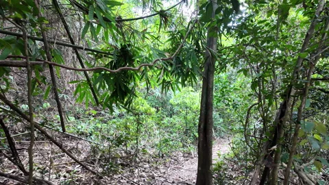 Forest trails in the tropical rainforest. 库存影片 333655871
