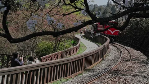 Forest train on railway with beautiful cherry blossom in Alishan  Stock Footage 151298679