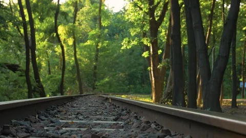 A Forest With Train Railway Stock Footage 116602566