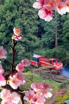 Forest train on railway with sakura Stock Photos