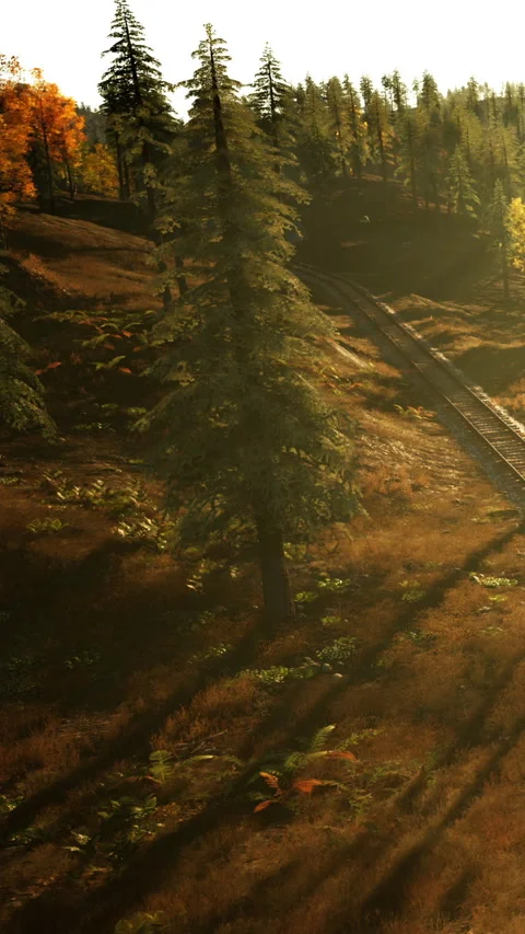 Forest with train tracks during sunset in a scenic location Stock Footage 337934291