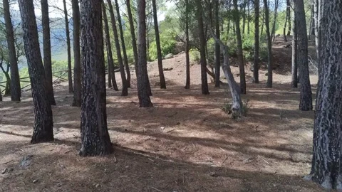 Forest in the Tranco reservoir seen from the drone. Located in the Natural Pa Stock Footage 152954682