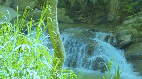 Forest Tranquility: A Gentle Waterfall in a Verdant Oasis Stock Footage 282081604