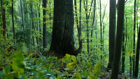 Forest Tranquility: Sunlit Trees and Lush Foliage 스톡 동영상 293198150