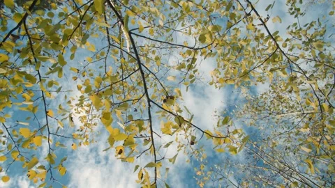 Forest tranquility in a view up through leafy branches Stock Footage 300953028