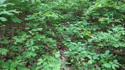 Forest. Transcarpathia Stock Footage 63500955