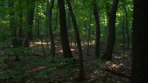 Forest Traveling HD Stock Footage 41237250