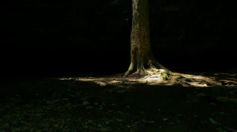 Forest Tree Abstract Mantle Rock Cinematic Tilt Stock Footage 63780885