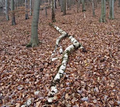 Forest tree in autumn Stock Photos