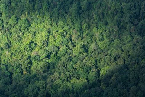 Forest tree background Stock Photos